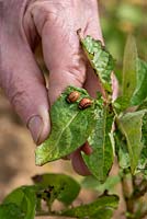 Leptinotarsa decemlineata - Larvae of Colorado Beetles eating Potato leaves