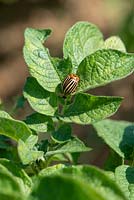 Leptinotarsa decemlineata - Colorado Beetle eating potato leaves.