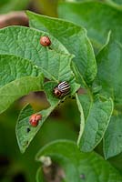 Leptinotarsa decemlineata - Adult and larvae of Colorado Beetles eating potato leaves.