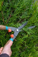 Cutting back Thuja occidentalis with shears in late summer