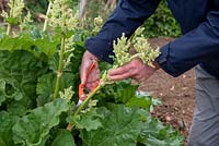 Removing flower from Rhubarb with a secateurs