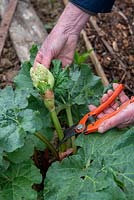 Removing flower from Rhubarb with a secateurs