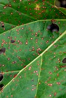 Ramularia rhei - Rhubarb leaf with spots on a leaf.
