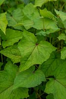 Fagopyrum dibotrys - Perennial Buckwheat