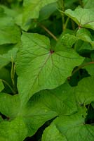 Fagopyrum dibotrys - Perennial Buckwheat