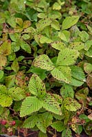 Mycosphaerella fragariae - Strawberry showing common leaf spot infection