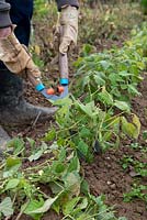 Cutting back dried foliage of French Beans with hand shears at the end of the season and leaving the roots into the soil to feed it with nitrogen.