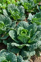 Brassica oleracea 'Manon' - Savoy Cabbage