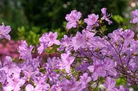 Rhododendron hybr. 'Ledikanense'
