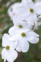 Cornus florida - Flowering Dogwood