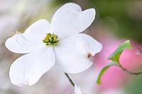 Cornus florida - Flowering Dogwood
