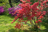 Rhododendron kaempferi Planchon in spring