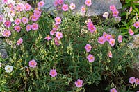Helianthemum hybridum 'Lawrenson's Pink' - Rockrose  'Lawrenson's Pink'