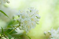 Deutzia gracilis - Japanese Snow Flower