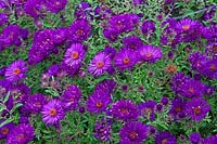 Symphyotrichum novae-angliae 'Helen Picton' - New England aster 'Helen Picton'
 