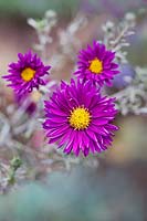 Aster 'Thundercloud'