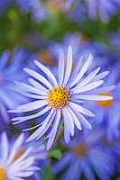 Aster x frikartii 'Monch' - Aster 'Monch'