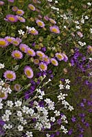 A garden wall in late spring with Erigeron glaucus, Cerastium tomentosum and Campanula portenschlagiana