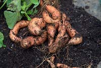 Ipomoea batatas 'Beauregard' - Sweet Potato crop yield
