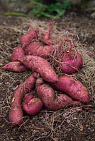 Harvested tubers from Ipomoea batatas 'Murasaki' - Sweet Potato 