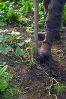 Gardener harvesting Ipomoea batatas 'Murasaki' - Sweet Potato grown in the soil in a polytunnel. 