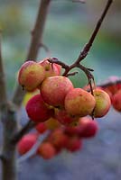 Malus 'Jelly King' - Crab Apple fruits