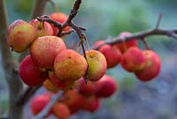 Malus 'Jelly King' - Crab Apple fruits in December