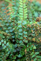 Pellaea rotundifolia AGM
