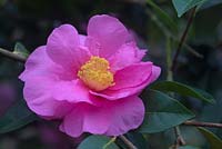 Camellia 'Show Girl' - reticulata x sasanqua
