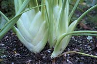 Foeniculum vulgare 'Rondo' bulb fennel 