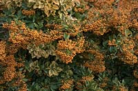 Pyracantha with Euonymus japonicus - gold variegated cultivar