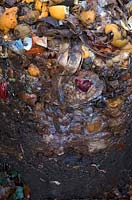 Earthworms contribute to breaking down of vegetable waste in a home composting cone with new material added at top