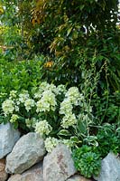 Detail of a dry stone wall constructed from rustic sandstone, with a layered planting of flowering plants and shrubs, featuring a variegated Hosta 'Minuteman', Viburnum odoratissimum 'Dense Fence' and Elaeocarpus eumundii