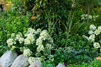 Dry stone wall constructed from rustic sandstone, with a layered planting of flowering plants and shrubs, featuring a variegated Hosta 'Minuteman', Viburnum odoratissimum 'Dense Fence' and Elaeocarpus eumundii