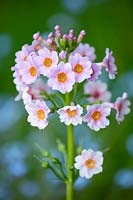 Primula japonica 'Apple Blossom' - Japanese primrose 'Apple Blossom'
