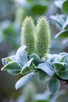 Salix lanata - Woolly Willow