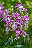 Dendrobium 'Berry Oda' - Rock orchid 'Berry Oda'
