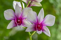 Dendrobium 'Polar Fire' - Orchid 'Polar Fire'