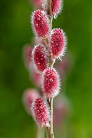 Salix gracilistyla 'Mount Aso' - Rose-gold pussy willow