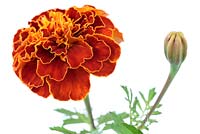 Tagetes patula 'Aurora Red' - French marigold 'Aurora Red'