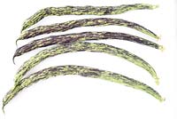 Phaseolus vulgaris  'Selma Zebra'  - Climbing French bean 'Selma Zebre'  - Picked bean pods  