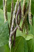 Phaseolus vulgaris 'Selma Zebra' - Climbing French bean 'Selma Zebre' - Picked bean pods