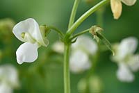 Phaseolus vulgaris 'Speedy' - Dwarf French Bean with Flower and small developing pod. 