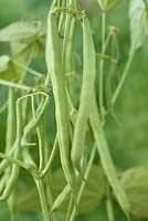 Phaseolus vulgaris  'Speedy'  - Dwarf French Bean 'Speedy' 