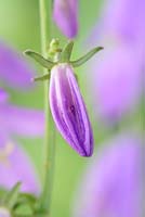 Adenophora bulleyana  Lady bells  Un-opened flower 
