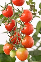 Solanum lycopersicum  'Sugar Gloss'  Cherry tomato  Syn.  Lycopersicon esculentum  