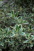 ilex aquifolium 'handsworth new silver'