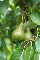 Pyrus, pear, 'beurre costa'
