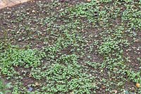 Green Manure Autumn Mix seedlings in early October