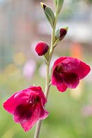 Gladiolus 'Ruby' - papilio hybrid